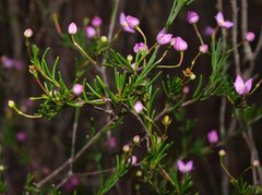Boronia filifolia