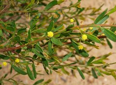 Acacia triquetra