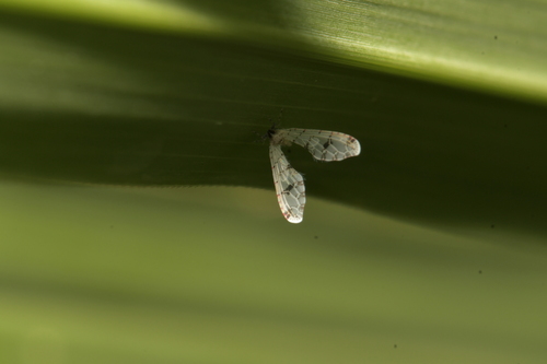 Sikaiana makii observed 2024-06-22
