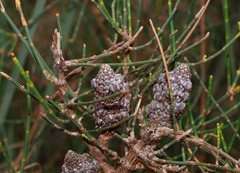Allocasuarina muelleriana