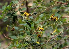Goodia medicaginea
