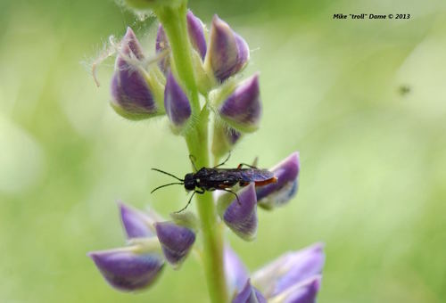 iNaturalist observation photo of Common Sawflies