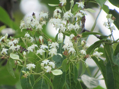 Calycophyllum spruceanum