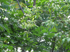 Calycophyllum spruceanum