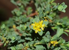 Pimelea serpyllifolia