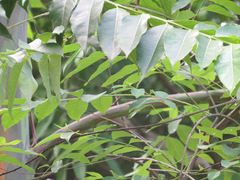 Calycophyllum spruceanum
