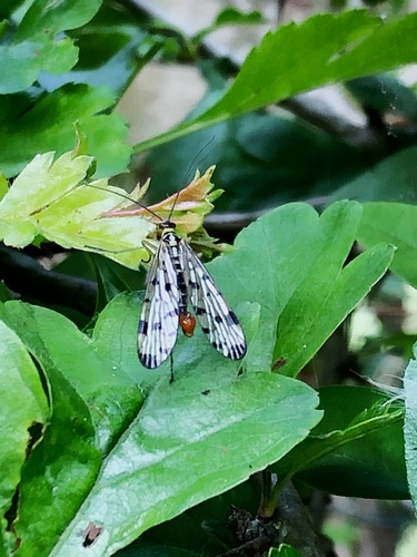 German Scorpionfly, Sânpaad 12, De Westereen, Friesland, NL, photo 6 of 10
