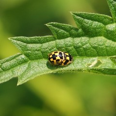 Propylea quatuordecimpunctata