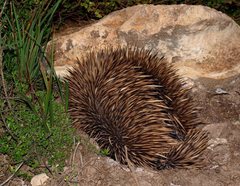 Tachyglossus aculeatus multiaculeatus
