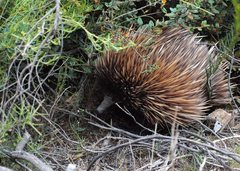 Tachyglossus aculeatus multiaculeatus