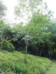Calycophyllum spruceanum