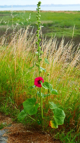 Alcea rosea