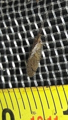 Nusalala tessellata