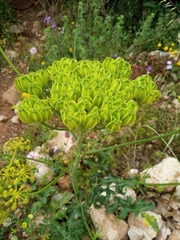 Opopanax hispidus