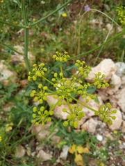 Opopanax hispidus