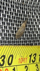 Nusalala tessellata