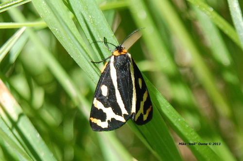 iNaturalist observation photo of Wood Tiger