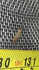 Nusalala tessellata