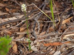 Stackhousia aspericocca