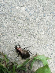 Carabus ulrichii