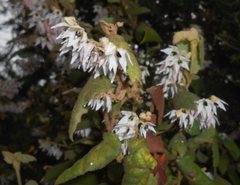 Lasiopetalum schulzenii