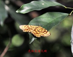 Epobeidia tigrata tigrata