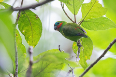 Cyclopsitta diophthalma