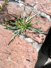 Plantago coronopus