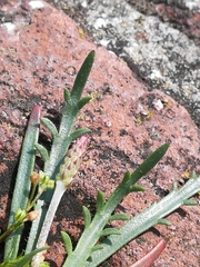 Plantago coronopus