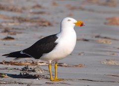 Larus pacificus georgii