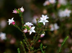 Philotheca angustifolia