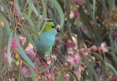 Parvipsitta porphyrocephala