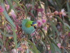 Parvipsitta porphyrocephala