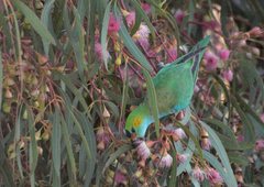 Parvipsitta porphyrocephala