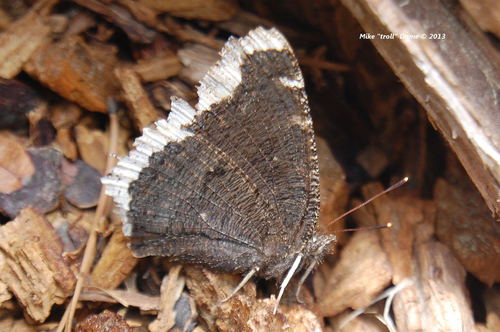 iNaturalist observation photo of Mourning Cloak