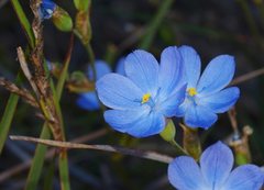 Orthrosanthus multiflorus