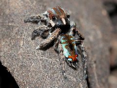 Maratus calcitrans
