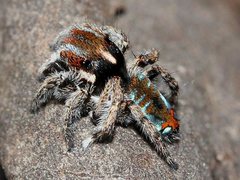 Maratus calcitrans