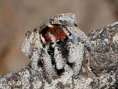 Maratus calcitrans