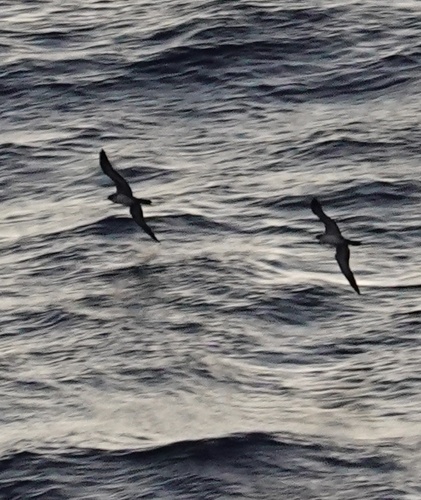 Puffinus observed 2024-06-22
