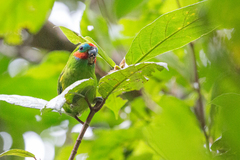 Cyclopsitta diophthalma