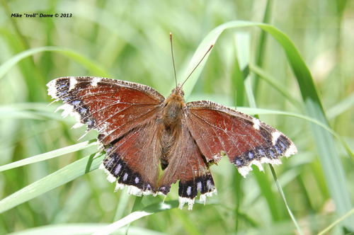 iNaturalist observation photo of Mourning Cloak