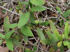 Persoonia confertiflora