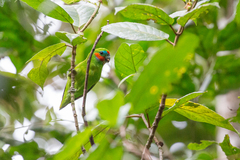 Cyclopsitta diophthalma