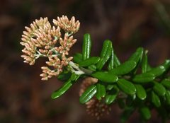 Ozothamnus cuneifolius