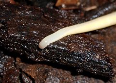 Argonemertes australiensis