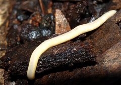 Argonemertes australiensis