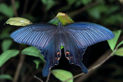 Papilio dialis