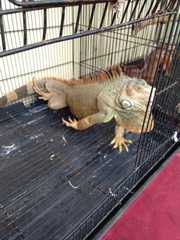 Iguana