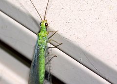 Plesiochrysa ramburi